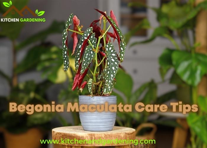 Begonia Maculata Care