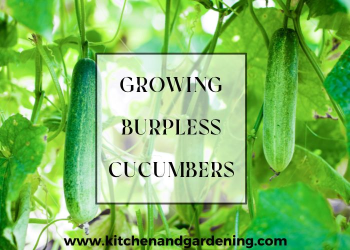 A picture showing the growth of burpless cucumbers