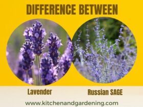 A picture showing theLavender Vs Russian Sage