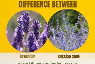 A picture showing theLavender Vs Russian Sage