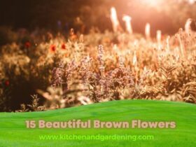 15 Beautiful brown flowers! (3)