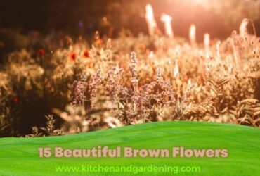 15 Beautiful brown flowers! (3)