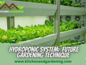 Picture describing hydroponic system
