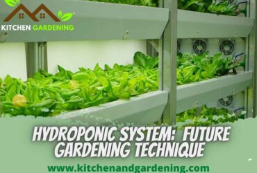 Picture describing hydroponic system