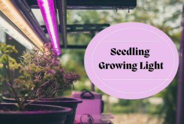 A picture showing the Seedling grow light