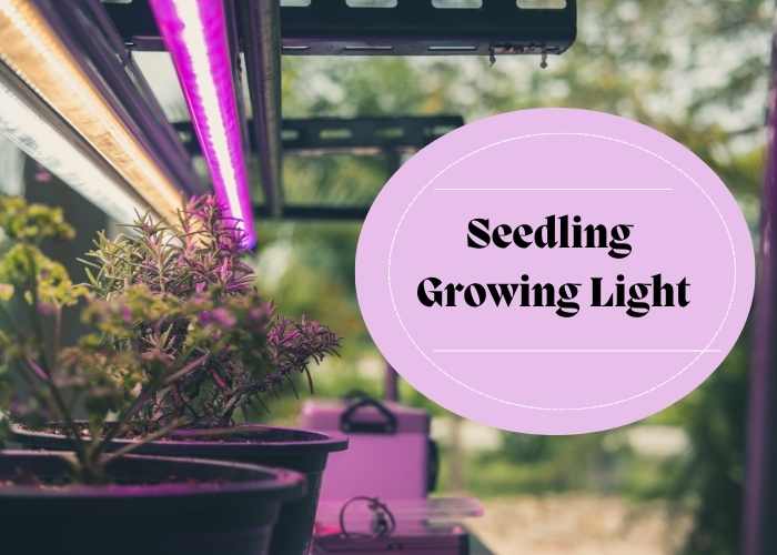 A picture showing the Seedling grow light