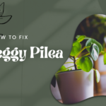 A picture showing the leggy pilea