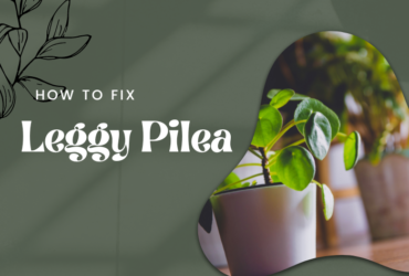 A picture showing the leggy pilea