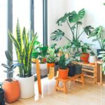 tall potted plants for patio privacy