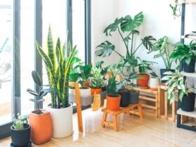 tall potted plants for patio privacy