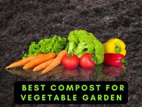 Best Compost for Vegetable Garden
