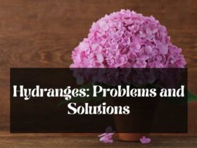 A picture showing problems with hydrangeas in pot