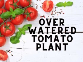 A picture showing over watered tomato plant