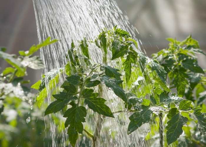 5 Signs You Over Watered Tomato Plant Ways To Solve It Kitchen And Gardening 2225