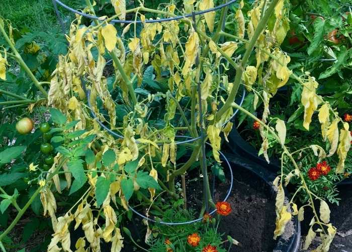 5 Signs You Over watered tomato plant Ways to solve it Kitchen and