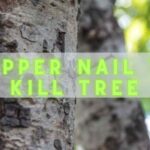 A picture showing the difference between lavender and russian sage copper nail to kill tree