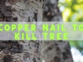 A picture showing the difference between lavender and russian sage copper nail to kill tree