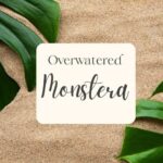 Overwatered Monstera