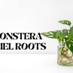 Monstera Ariel Roots