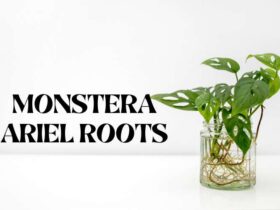 Monstera Ariel Roots