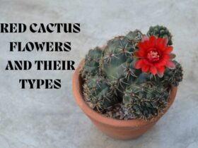 Red Cactus Flowers