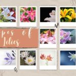 Types of lilies