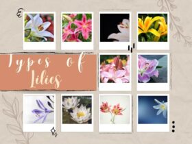 Types of lilies