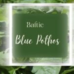 Baltic Blue Pothos