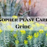 Gopher plant care