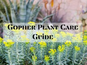 Gopher plant care