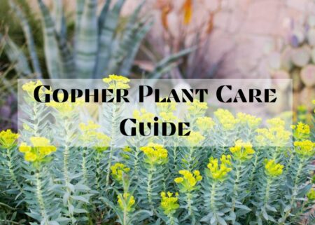 Gopher Plant Care: 6 Ultimate Things to Look Out For