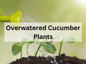 Overwatered cucumber plants