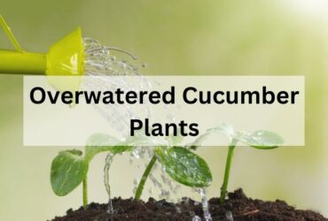 Overwatered cucumber plants