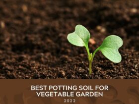 Best Potting Soils