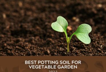 Best Potting Soils