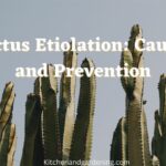 What Is Cactus Etiolation?