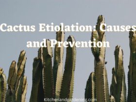 What Is Cactus Etiolation?