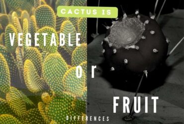 Is cactus a fruit or a vegetable
