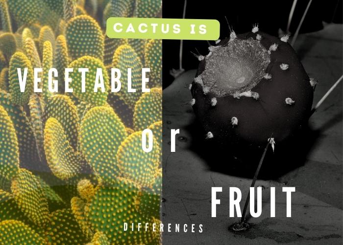 Is cactus a fruit or a vegetable