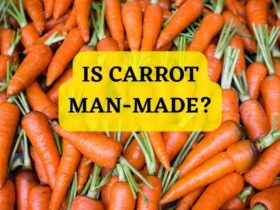 is carrot man-made
