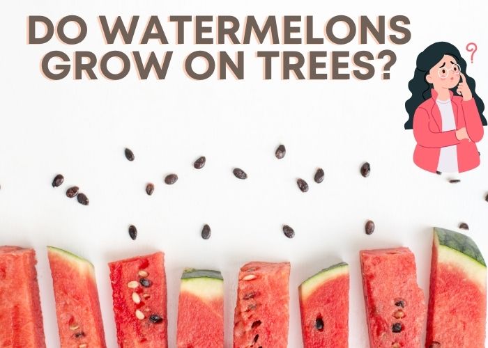 do watermelons grow on trees