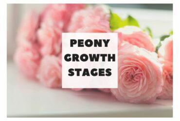 Peony Growth Stages
