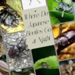 Where Do Japanese Beetles Go at Night