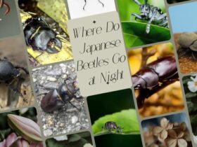 Where Do Japanese Beetles Go at Night