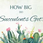How Big Do Succulents Get?