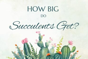 How Big Do Succulents Get?