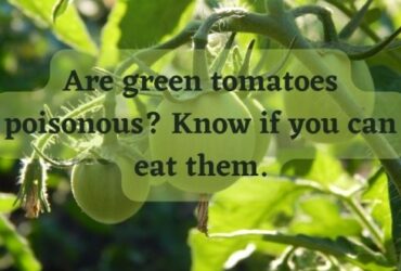 Are green tomatoes poisonous