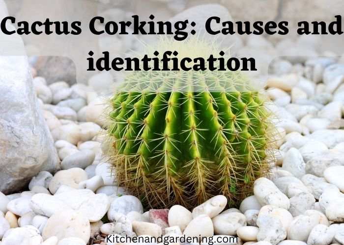 A picture of cactus corking