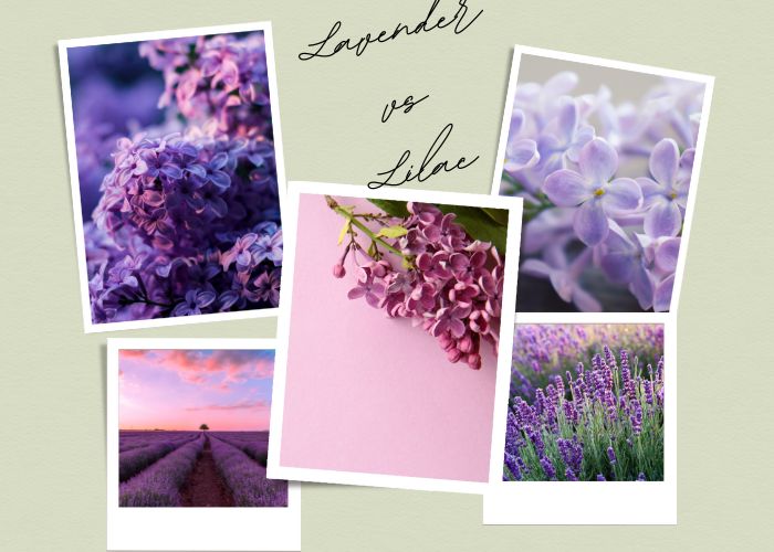 Lavender vs Lilac