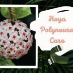 Hoya polyneura Care